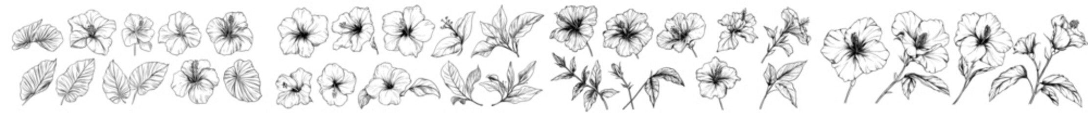 Set of hand drawn illustration. Modern outline. Isolated image. Hibiscus flower.