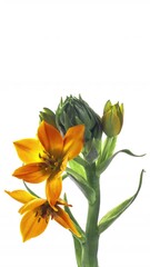 Wall Mural - Beautiful yellow flowers on white background. Wedding, Valentines Day, Mothers Day concept. Holiday, love, birthday design. Vertical video