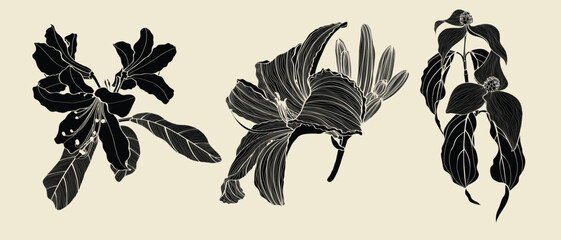 Wall Mural - Set of Floral Botany Collection. Lily, rhododendron, dogwood flower drawings. Line art on white background. 