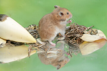 Wall Mural - A Campbell dwarf hamster is eating a ripe Surinam cherry fruit that fell to the ground. This rodent has the scientific name Phodopus campbelli.