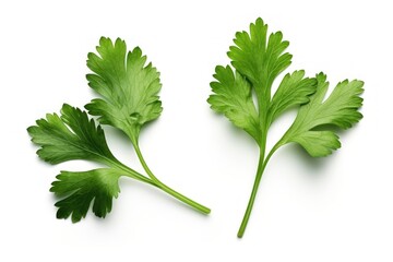 Canvas Print - Leaf coriander parsley plant.