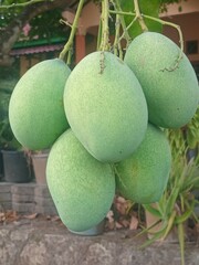 green mango fruit