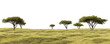 © mittpro - Transparent PNG image of a wide savanna grassland with scattered acacia trees and a distant horizon