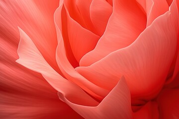 Poster - Tulip flower backgrounds petal.