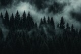 Coastal coniferous forest near Khutze Inlet, Great Bear Rainforest, British Columbia.