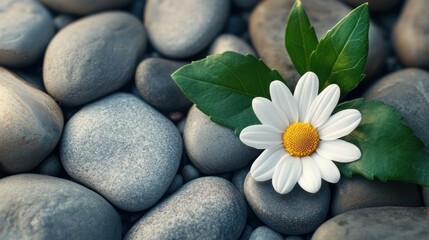 Wall Mural - White Daisy on Grey Stones