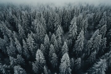 Poster - Snow forest land outdoors woodland.