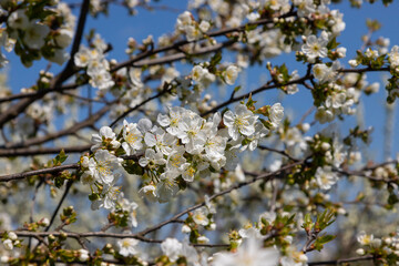 Selective focus of beautiful branches of cherry blossoms on the tree under blue sky, Beautiful Sakura flowers during spring season in the park, Floral pattern texture, Nature background
