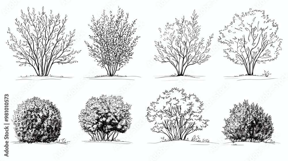 Bush Rendering Drawing Set of vector bush illustrations on a white background. Architectural ...