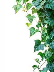 Wall Mural - Close-up of plant with green leaves