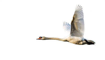 Wall Mural - Trumpeter swan - cygnus buccinator - is heaviest living bird native to North America, it is also the largest extant species of waterfowl. Isolated on white background with copy space. In flight