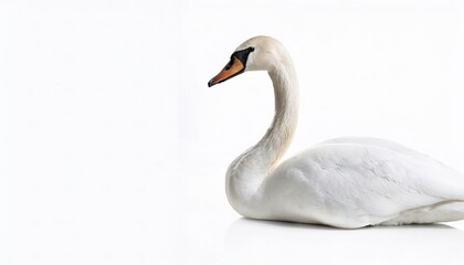 Wall Mural - Trumpeter swan - cygnus buccinator - is heaviest living bird native to North America, it is also the largest extant species of waterfowl. Isolated on white background with copy space. Swimming