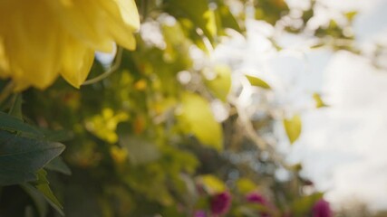 Wall Mural - Summer garden blurry background with flowers and plants. Natural blur, out of focus lens