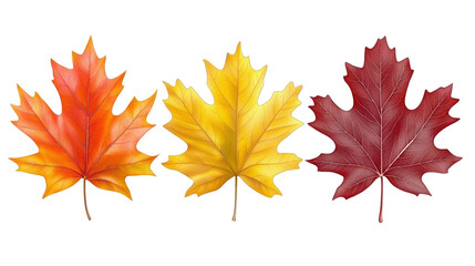 collection set of yellow orange red maroon autumn fall maple leaf leaves on transparent background c