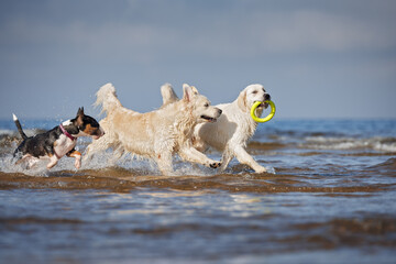 Sticker - three happy dogs playing with a round toy in the sea water