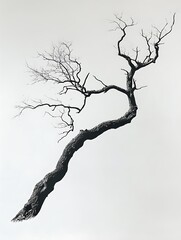 Wall Mural - A bare tree branch against a white background.