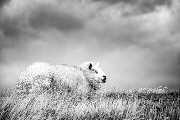 sheep in the field, black & white