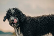 © Connect Images - Wet black and white dog with curly fur sticking out its tongue against a blurred background.