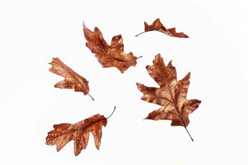 Poster - Autumn leaves isolated white background