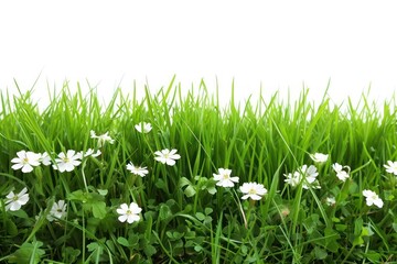 Canvas Print - Nature flower grass grassland.