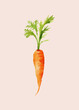 © Connect Images - Watercolor painting of a vibrant orange carrot with lush green leaves on a soft pink background.