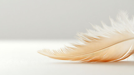 A delicate, soft feather rests gracefully on a smooth, light surface, showcasing its intricate details and natural beauty.