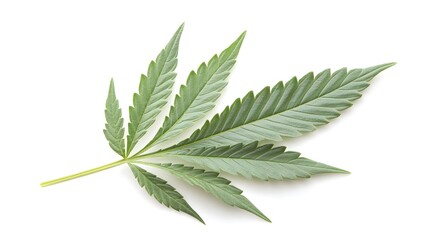 Green cannabis leaf with detailed texture on white background