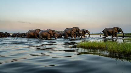 Wall Mural - Elephant herd at sunset. After a day of eating on islands in the Chobe River, the elephants cross the water again to spend the night in the forests of the Chobe National Park in Botswana.