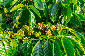 Raw robusta coffee beans on coffee tree plantation, Dak Lak, Vietnam.