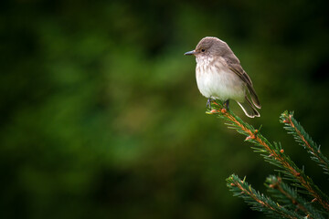 spotted flycatcher , muscicapa striata, perched on a spruce at a autumn day