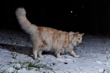 Wall Mural - Norwegian Forest cat