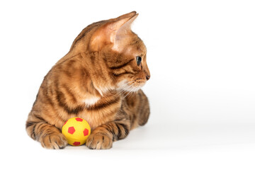 Wall Mural - Bengal cat with a small ball on a white studio background.