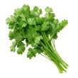 © Natthakan - A bunch of fresh green cilantro is displayed on white background or transparent