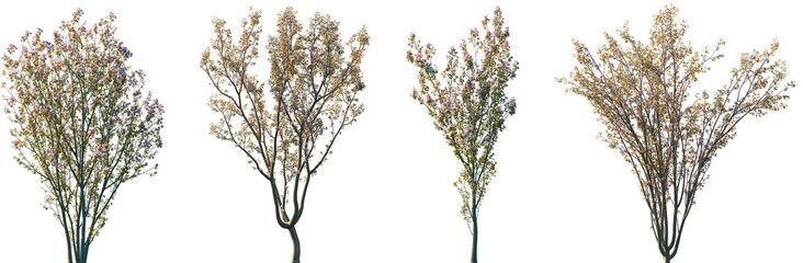 set of 2 malus micromalus and 2 cerasus yedoensis blossoming trees isolated png on a transparent bac