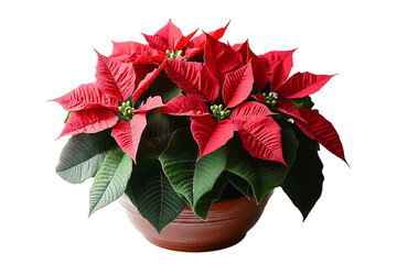 a vibrant red poinsettia plant in full bloom, displayed in a brown ceramic pot. png die cut, isolate