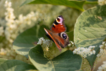 Peacock butterfly on flower in Sauerland