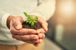 © TamJam/peopleimages.com - Hands, soil and seedling in office for growth, change and start with investment for business person. Employee, dirt and plant with accountability, commitment and care for sustainability with hope