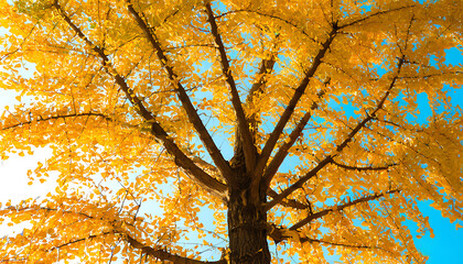 Canvas Print - Autumn ginkgo spectacle, beautiful with yellow leaves flying.