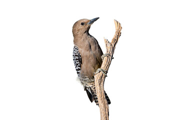 Wall Mural - Gila Woodpecker (Colaptes chrysopides) Photo,  Perched Over a Transparent Isolated PNG Background