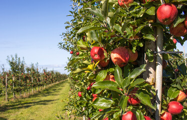 Reife Äpfel im Alten Land