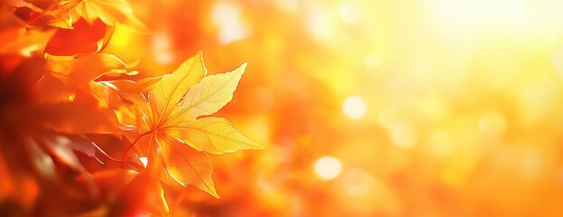 Wall Mural - close-up of autumn maple leaves in bright orange and yellow colors, with a blurred background, in th