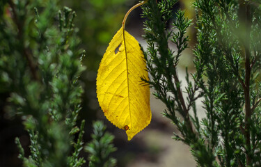 one yellow leaf in the sunlight on juniper branches