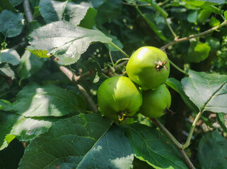 Fresh green apples growing on a tree, surrounded by lush green leaves, showcasing the beauty of nature and fruit growth.