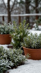 Wall Mural - Frost-covered herb garden with rosemary, thyme, and sage amidst snow.