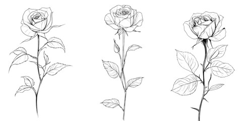 Drawing style of a rose bud in continuous line. Isolated black linear design on white background. Modern illustration.