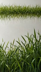 Wall Mural - Green grass pattern on a clean white background for cards.