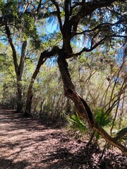 trees in the forest