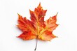© Alena - A single red and yellow leaf sits on a white surface, great for autumn or nature-themed designs