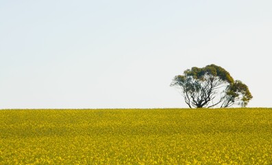 Sticker - Solitary tree in a yellow flower field