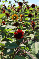 two yellow sunflowers in a field of red sunflower flowers